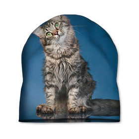 Шапка 3D с принтом Мейн-кун 2 в Екатеринбурге, 100% полиэстер | универсальный размер, печать по всей поверхности изделия | кот | котенок | котик | котэ | кошка | мейн кун | мейнкун | мэйн кун | мэйнкун