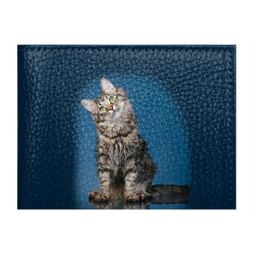 Обложка для студенческого билета с принтом Мейн-кун 2 в Екатеринбурге, натуральная кожа | Размер: 11*8 см; Печать на всей внешней стороне | Тематика изображения на принте: кот | котенок | котик | котэ | кошка | мейн кун | мейнкун | мэйн кун | мэйнкун