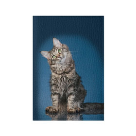 Обложка для паспорта матовая кожа с принтом Мейн-кун 2 в Екатеринбурге, натуральная матовая кожа | размер 19,3 х 13,7 см; прозрачные пластиковые крепления | Тематика изображения на принте: кот | котенок | котик | котэ | кошка | мейн кун | мейнкун | мэйн кун | мэйнкун