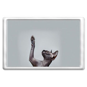Магнит 45*70 с принтом Сфинкс 3 в Екатеринбурге, Пластик | Размер: 78*52 мм; Размер печати: 70*45 | Тематика изображения на принте: кот | котенок | котик | котэ | кошка | сфинкс