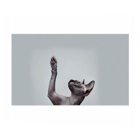 Бумага для упаковки 3D с принтом Сфинкс 3 в Екатеринбурге, пластик и полированная сталь | круглая форма, металлическое крепление в виде кольца | Тематика изображения на принте: кот | котенок | котик | котэ | кошка | сфинкс