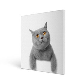 Холст квадратный с принтом Британец 2 в Екатеринбурге, 100% ПВХ |  | Тематика изображения на принте: британец | британская | британцы | кот | котенок | котик | котэ | кошка