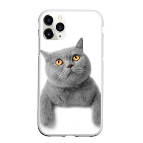 Чехол для iPhone 11 Pro матовый с принтом Британец 2 в Екатеринбурге, Силикон |  | британец | британская | британцы | кот | котенок | котик | котэ | кошка