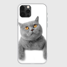 Чехол для iPhone 12 Pro Max с принтом Британец 2 в Екатеринбурге, Силикон |  | Тематика изображения на принте: британец | британская | британцы | кот | котенок | котик | котэ | кошка