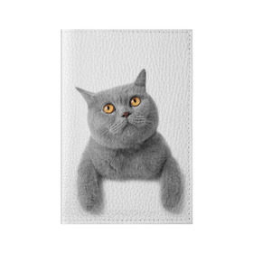 Обложка для паспорта матовая кожа с принтом Британец 2 в Екатеринбурге, натуральная матовая кожа | размер 19,3 х 13,7 см; прозрачные пластиковые крепления | британец | британская | британцы | кот | котенок | котик | котэ | кошка