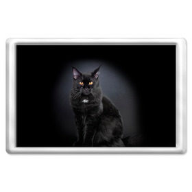 Магнит 45*70 с принтом Мейн-кун 3 в Екатеринбурге, Пластик | Размер: 78*52 мм; Размер печати: 70*45 | Тематика изображения на принте: кот | котенок | котик | котэ | кошка | мейн кун | мейнкун | мэйн кун | мэйнкун