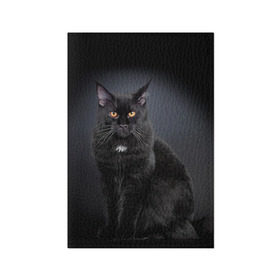 Обложка для паспорта матовая кожа с принтом Мейн-кун 3 в Екатеринбурге, натуральная матовая кожа | размер 19,3 х 13,7 см; прозрачные пластиковые крепления | Тематика изображения на принте: кот | котенок | котик | котэ | кошка | мейн кун | мейнкун | мэйн кун | мэйнкун