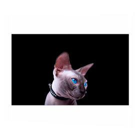 Бумага для упаковки 3D с принтом Сфинкс 6 в Екатеринбурге, пластик и полированная сталь | круглая форма, металлическое крепление в виде кольца | Тематика изображения на принте: кот | котенок | котик | котэ | кошка | сфинкс