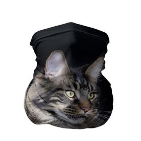 Бандана-труба 3D с принтом Мейн-кун 5 в Екатеринбурге, 100% полиэстер, ткань с особыми свойствами — Activecool | плотность 150‒180 г/м2; хорошо тянется, но сохраняет форму | кот | котенок | котик | котэ | кошка | мейн кун | мейнкун | мэйн кун | мэйнкун