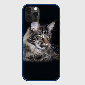 Чехол для iPhone 12 Pro с принтом Мейн-кун 5 в Екатеринбурге, силикон | область печати: задняя сторона чехла, без боковых панелей | Тематика изображения на принте: кот | котенок | котик | котэ | кошка | мейн кун | мейнкун | мэйн кун | мэйнкун