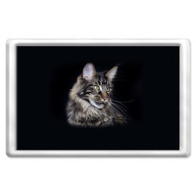 Магнит 45*70 с принтом Мейн-кун 5 в Екатеринбурге, Пластик | Размер: 78*52 мм; Размер печати: 70*45 | Тематика изображения на принте: кот | котенок | котик | котэ | кошка | мейн кун | мейнкун | мэйн кун | мэйнкун
