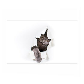 Бумага для упаковки 3D с принтом Британец 4 в Екатеринбурге, пластик и полированная сталь | круглая форма, металлическое крепление в виде кольца | Тематика изображения на принте: британец | британская | британцы | кот | котенок | котик | котэ | кошка