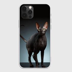 Чехол для iPhone 12 Pro с принтом Сфинкс 7 в Екатеринбурге, силикон | область печати: задняя сторона чехла, без боковых панелей | Тематика изображения на принте: кот | котенок | котик | котэ | кошка | сфинкс
