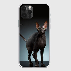 Чехол для iPhone 12 Pro Max с принтом Сфинкс 7 в Екатеринбурге, Силикон |  | Тематика изображения на принте: кот | котенок | котик | котэ | кошка | сфинкс