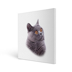 Холст квадратный с принтом Британец 5 в Екатеринбурге, 100% ПВХ |  | Тематика изображения на принте: британец | британская | британцы | кот | котенок | котик | котэ | кошка