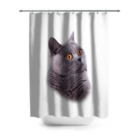 Штора 3D для ванной с принтом Британец 5 в Екатеринбурге, 100% полиэстер | плотность материала — 100 г/м2. Стандартный размер — 146 см х 180 см. По верхнему краю — пластиковые люверсы для креплений. В комплекте 10 пластиковых колец | британец | британская | британцы | кот | котенок | котик | котэ | кошка