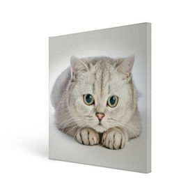 Холст квадратный с принтом Британец 6 в Екатеринбурге, 100% ПВХ |  | Тематика изображения на принте: британец | британская | британцы | кот | котенок | котик | котэ | кошка