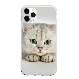 Чехол для iPhone 11 Pro Max матовый с принтом Британец 6 в Екатеринбурге, Силикон |  | британец | британская | британцы | кот | котенок | котик | котэ | кошка