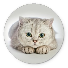 Коврик для мышки круглый с принтом Британец 6 в Екатеринбурге, резина и полиэстер | круглая форма, изображение наносится на всю лицевую часть | британец | британская | британцы | кот | котенок | котик | котэ | кошка