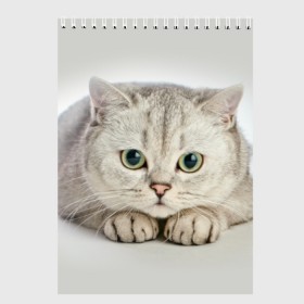 Скетчбук с принтом Британец 6 в Екатеринбурге, 100% бумага
 | 48 листов, плотность листов — 100 г/м2, плотность картонной обложки — 250 г/м2. Листы скреплены сверху удобной пружинной спиралью | британец | британская | британцы | кот | котенок | котик | котэ | кошка