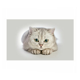 Бумага для упаковки 3D с принтом Британец 6 в Екатеринбурге, пластик и полированная сталь | круглая форма, металлическое крепление в виде кольца | Тематика изображения на принте: британец | британская | британцы | кот | котенок | котик | котэ | кошка