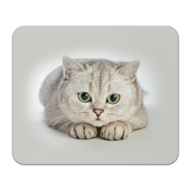 Коврик для мышки прямоугольный с принтом Британец 6 в Екатеринбурге, натуральный каучук | размер 230 х 185 мм; запечатка лицевой стороны | Тематика изображения на принте: британец | британская | британцы | кот | котенок | котик | котэ | кошка