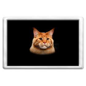 Магнит 45*70 с принтом Мейн-кун 6 в Екатеринбурге, Пластик | Размер: 78*52 мм; Размер печати: 70*45 | Тематика изображения на принте: кот | котенок | котик | котэ | кошка | мейн кун | мейнкун | мэйн кун | мэйнкун