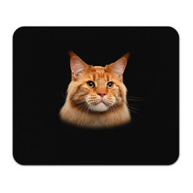 Коврик прямоугольный с принтом Мейн-кун 6 в Екатеринбурге, натуральный каучук | размер 230 х 185 мм; запечатка лицевой стороны | кот | котенок | котик | котэ | кошка | мейн кун | мейнкун | мэйн кун | мэйнкун