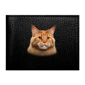 Обложка для студенческого билета с принтом Мейн-кун 6 в Екатеринбурге, натуральная кожа | Размер: 11*8 см; Печать на всей внешней стороне | Тематика изображения на принте: кот | котенок | котик | котэ | кошка | мейн кун | мейнкун | мэйн кун | мэйнкун
