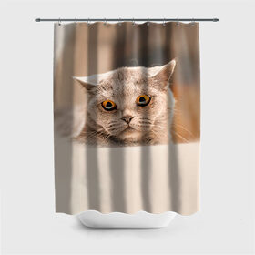 Штора 3D для ванной с принтом Британец 7 в Екатеринбурге, 100% полиэстер | плотность материала — 100 г/м2. Стандартный размер — 146 см х 180 см. По верхнему краю — пластиковые люверсы для креплений. В комплекте 10 пластиковых колец | Тематика изображения на принте: британец | британская | британцы | кот | котенок | котик | котэ | кошка