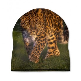 Шапка 3D с принтом Дальневосточный леопард в Екатеринбурге, 100% полиэстер | универсальный размер, печать по всей поверхности изделия | дикая кошка | леопард | природа | хищник