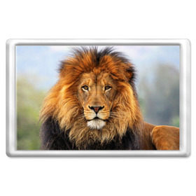 Магнит 45*70 с принтом Красавец лев в Екатеринбурге, Пластик | Размер: 78*52 мм; Размер печати: 70*45 | lion | грива | дикая кошка | добыча | животное | зверь | клыки | когти | король джунглей | лев | мясо | хищник | царь зверей