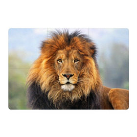 Магнитный плакат 3Х2 с принтом Красавец лев в Екатеринбурге, Полимерный материал с магнитным слоем | 6 деталей размером 9*9 см | lion | грива | дикая кошка | добыча | животное | зверь | клыки | когти | король джунглей | лев | мясо | хищник | царь зверей
