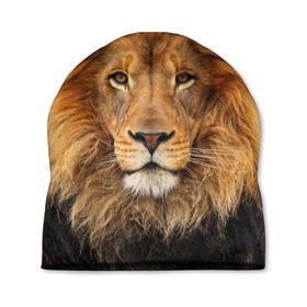 Шапка 3D с принтом Красавец лев в Екатеринбурге, 100% полиэстер | универсальный размер, печать по всей поверхности изделия | lion | грива | дикая кошка | добыча | животное | зверь | клыки | когти | король джунглей | лев | мясо | хищник | царь зверей