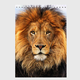 Скетчбук с принтом Красавец лев в Екатеринбурге, 100% бумага
 | 48 листов, плотность листов — 100 г/м2, плотность картонной обложки — 250 г/м2. Листы скреплены сверху удобной пружинной спиралью | lion | грива | дикая кошка | добыча | животное | зверь | клыки | когти | король джунглей | лев | мясо | хищник | царь зверей