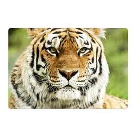 Магнитный плакат 3Х2 с принтом Амурский тигр в Екатеринбурге, Полимерный материал с магнитным слоем | 6 деталей размером 9*9 см | амурский | дикая кошка | добыча | животное | зверь | клыки | когти | мясо | тигр | уссурийский | хищник