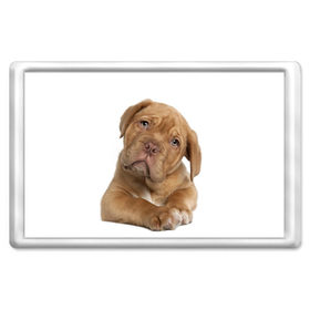 Магнит 45*70 с принтом Грустный щенок в Екатеринбурге, Пластик | Размер: 78*52 мм; Размер печати: 70*45 | Тематика изображения на принте: животное | лучший друг | милаха | няша | собака | собачка | щенок | щеночек