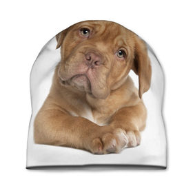 Шапка 3D с принтом Грустный щенок в Екатеринбурге, 100% полиэстер | универсальный размер, печать по всей поверхности изделия | Тематика изображения на принте: животное | лучший друг | милаха | няша | собака | собачка | щенок | щеночек