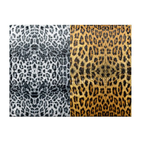 Обложка для студенческого билета с принтом Леопард/Снежный Барс в Екатеринбурге, натуральная кожа | Размер: 11*8 см; Печать на всей внешней стороне | Тематика изображения на принте: textures | барс | животное | леопард | пятна | снежный | текстура | чёрное с белым
