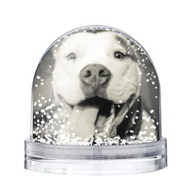 Снежный шар с принтом Пит-буль в Екатеринбурге, Пластик | Изображение внутри шара печатается на глянцевой фотобумаге с двух сторон | амстафф | буль | пес | песик | питбули | питбуль | собака | собаки | стафф | терьер