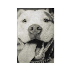 Обложка для паспорта матовая кожа с принтом Пит-буль в Екатеринбурге, натуральная матовая кожа | размер 19,3 х 13,7 см; прозрачные пластиковые крепления | Тематика изображения на принте: амстафф | буль | пес | песик | питбули | питбуль | собака | собаки | стафф | терьер