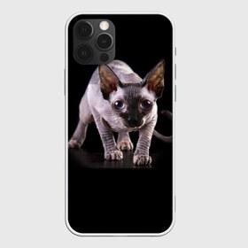 Чехол для iPhone 12 Pro Max с принтом Сфинкс в Екатеринбурге, Силикон |  | Тематика изображения на принте: взгляд | глаза | голова животного | киска | кот | котёнок | кошка | прикольные картинки