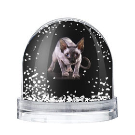 Снежный шар с принтом Сфинкс в Екатеринбурге, Пластик | Изображение внутри шара печатается на глянцевой фотобумаге с двух сторон | взгляд | глаза | голова животного | киска | кот | котёнок | кошка | прикольные картинки