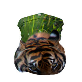 Бандана-труба 3D с принтом Скромный тигр в Екатеринбурге, 100% полиэстер, ткань с особыми свойствами — Activecool | плотность 150‒180 г/м2; хорошо тянется, но сохраняет форму | дикие | лев | милые | новинки | орел | популярные | прикольные | природа | птицы | тигр | яркие
