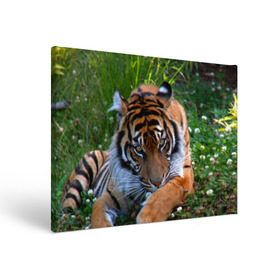 Холст прямоугольный с принтом Скромный тигр в Екатеринбурге, 100% ПВХ |  | Тематика изображения на принте: дикие | лев | милые | новинки | орел | популярные | прикольные | природа | птицы | тигр | яркие