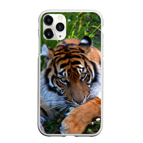 Чехол для iPhone 11 Pro матовый с принтом Скромный тигр в Екатеринбурге, Силикон |  | дикие | лев | милые | новинки | орел | популярные | прикольные | природа | птицы | тигр | яркие