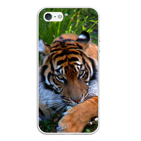Чехол для iPhone 5/5S матовый с принтом Скромный тигр в Екатеринбурге, Силикон | Область печати: задняя сторона чехла, без боковых панелей | дикие | лев | милые | новинки | орел | популярные | прикольные | природа | птицы | тигр | яркие