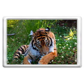 Магнит 45*70 с принтом Скромный тигр в Екатеринбурге, Пластик | Размер: 78*52 мм; Размер печати: 70*45 | Тематика изображения на принте: дикие | лев | милые | новинки | орел | популярные | прикольные | природа | птицы | тигр | яркие