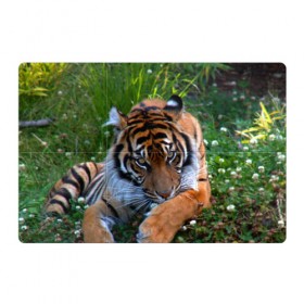 Магнитный плакат 3Х2 с принтом Скромный тигр в Екатеринбурге, Полимерный материал с магнитным слоем | 6 деталей размером 9*9 см | Тематика изображения на принте: дикие | лев | милые | новинки | орел | популярные | прикольные | природа | птицы | тигр | яркие