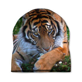 Шапка 3D с принтом Скромный тигр в Екатеринбурге, 100% полиэстер | универсальный размер, печать по всей поверхности изделия | Тематика изображения на принте: дикие | лев | милые | новинки | орел | популярные | прикольные | природа | птицы | тигр | яркие